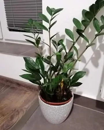 Relaxcentrum Ludmila Apartment